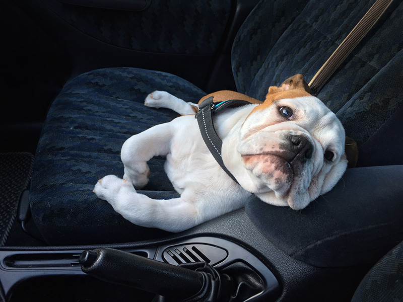 bulldog sitting in passenger seat of car