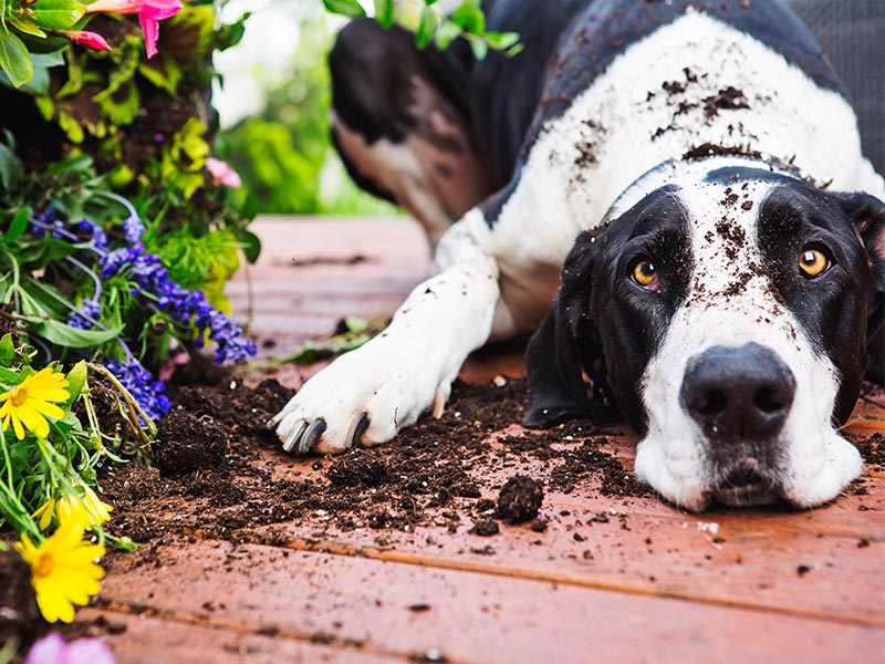 dog lying next to damaged flower pot on porch outside